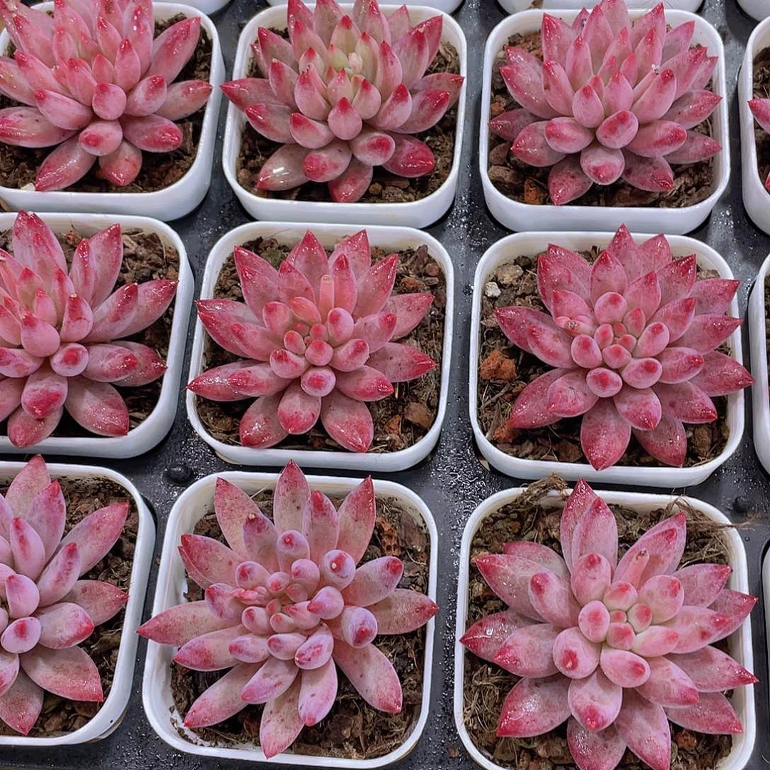 量拍30号 金鱼姬车厘子单头一个