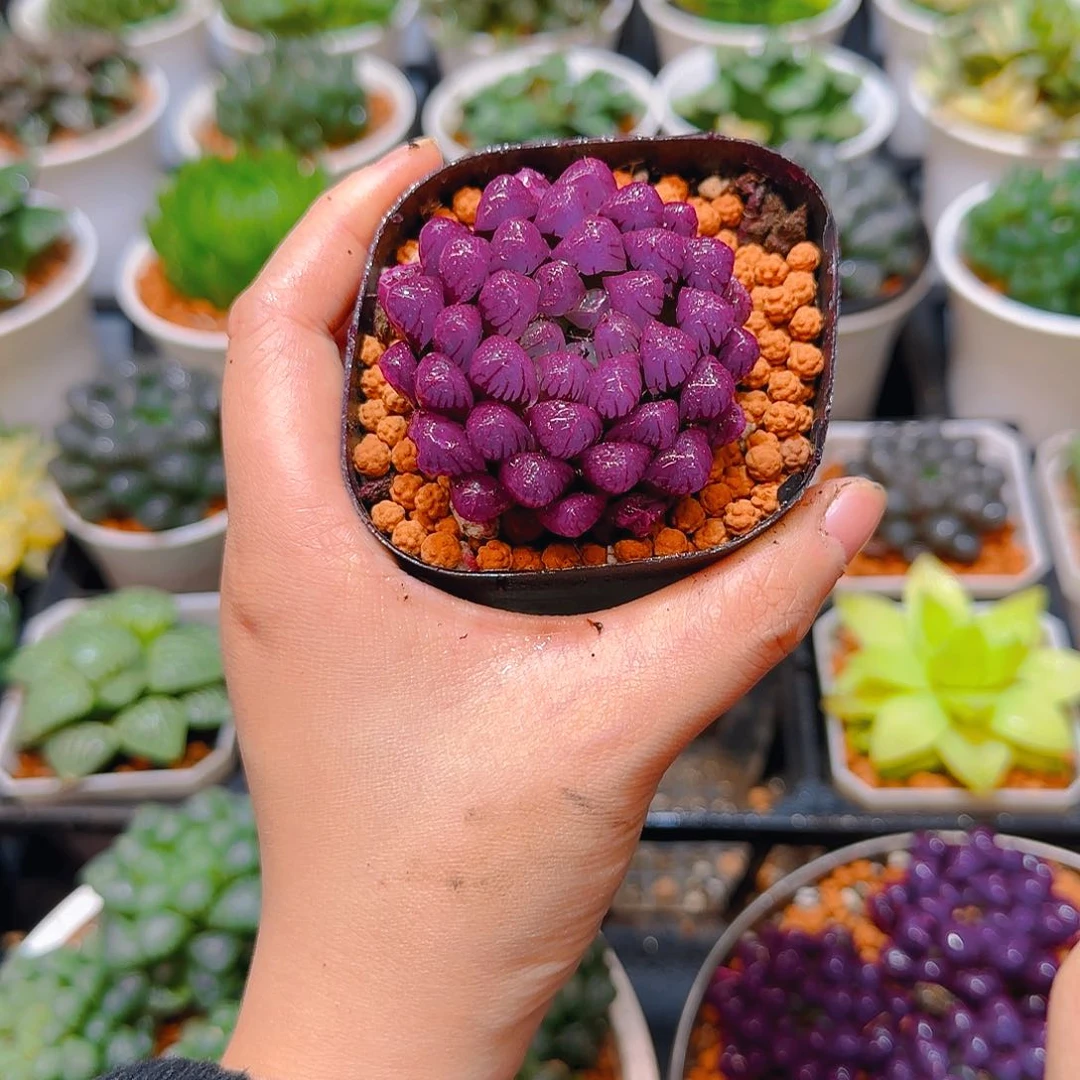 紫宝石冰灯玉露，原盆