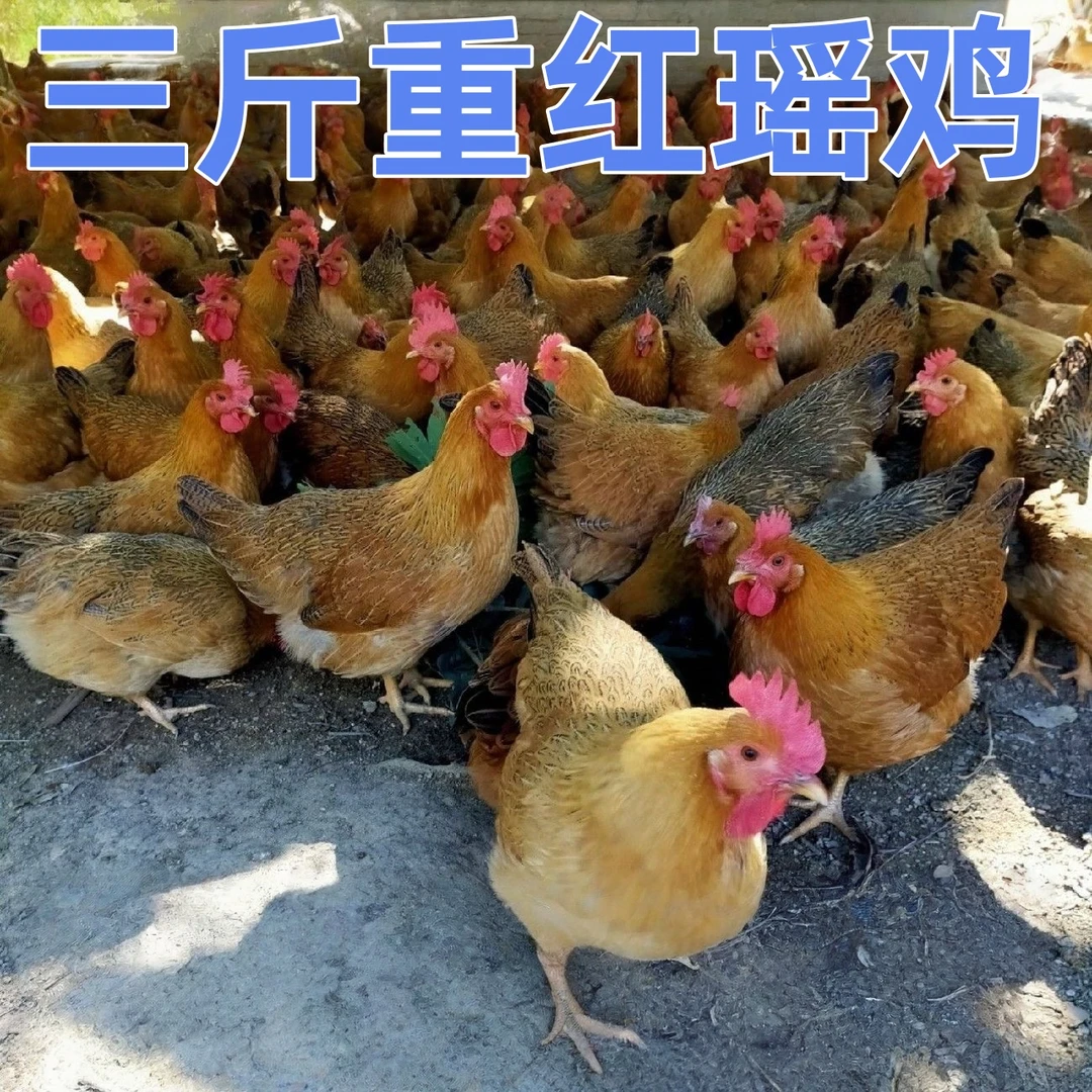 【鸡场直发】三斤重宠物鸡红瑶鸡农家散养土鸡