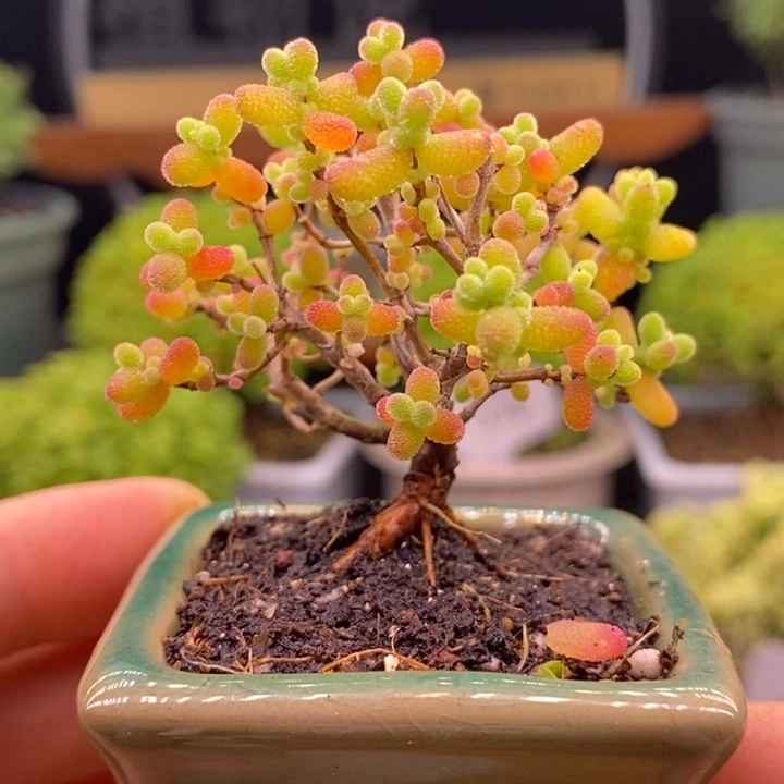 无花朵18金橘。