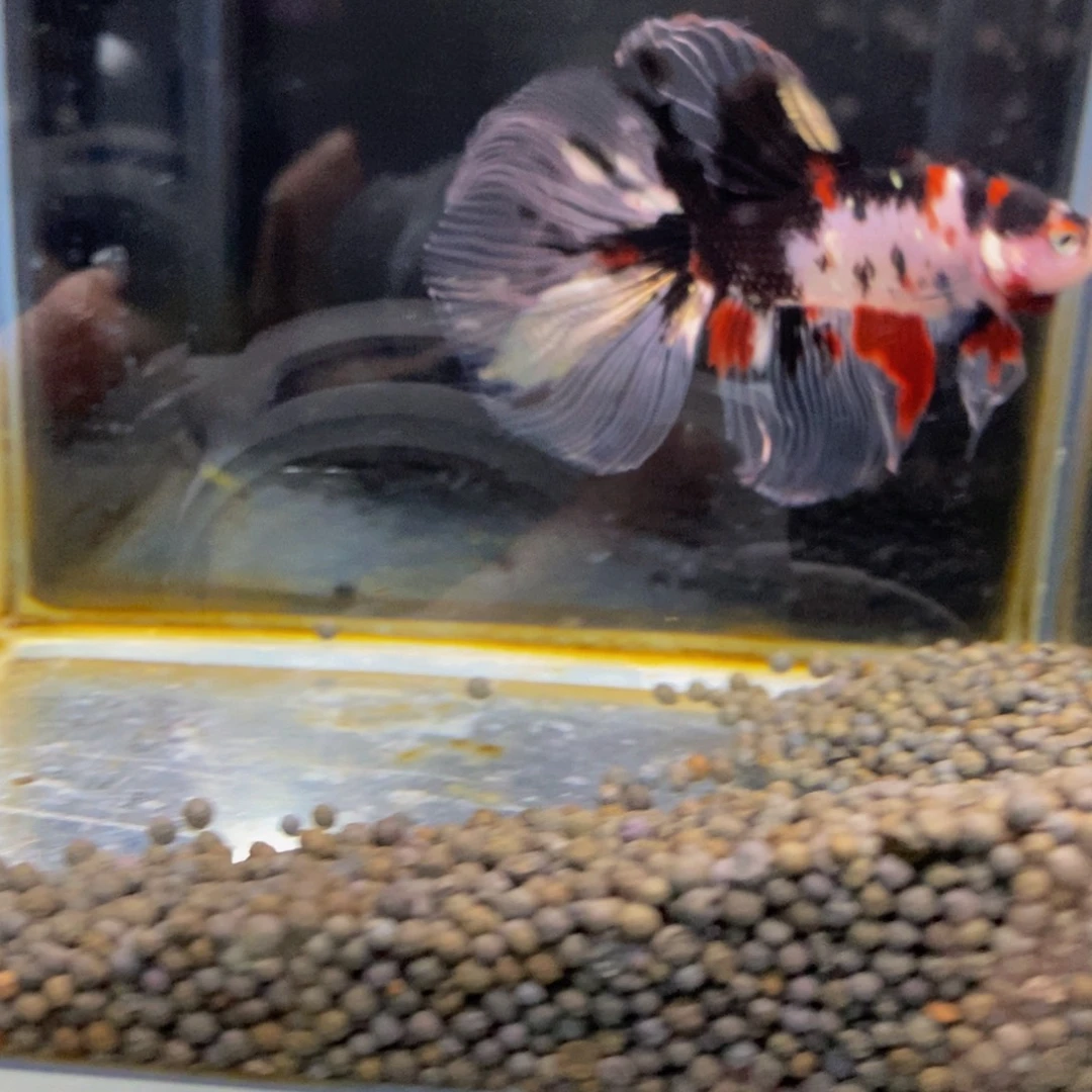 大***疆斗鱼400巨斗111111