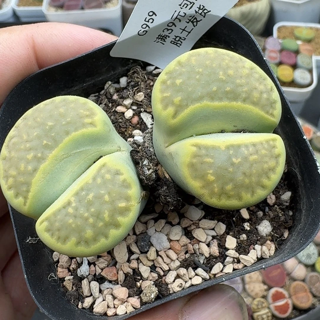 959多肉哈哈哈哈哈哈哈