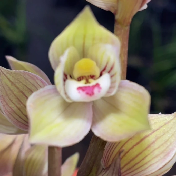 春剑宝冠（水上荷花）