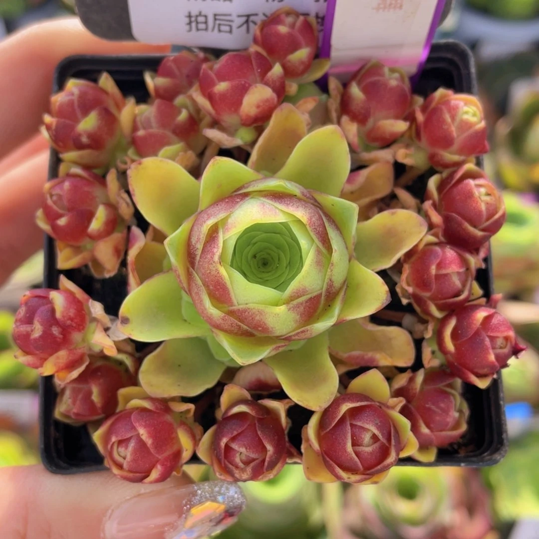 流萤之舞新年福利292