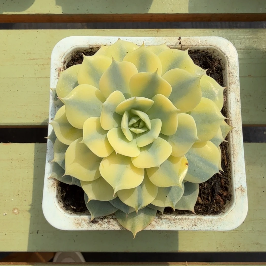 雪域黄锦锦上园艺一物一拍