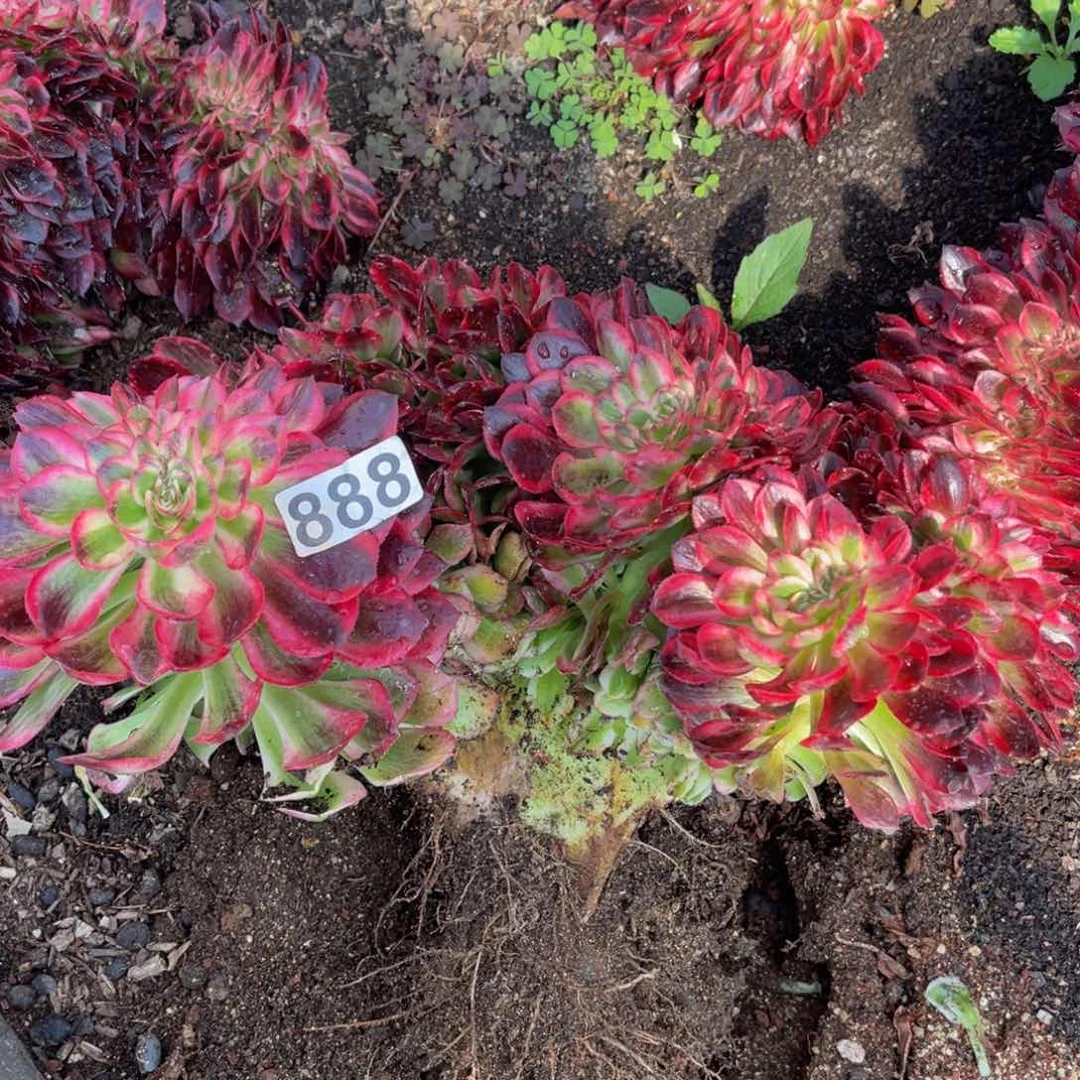 心888多肉植物多肉