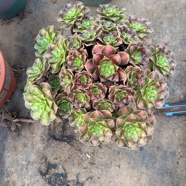 韶华12多肉植物法师法师