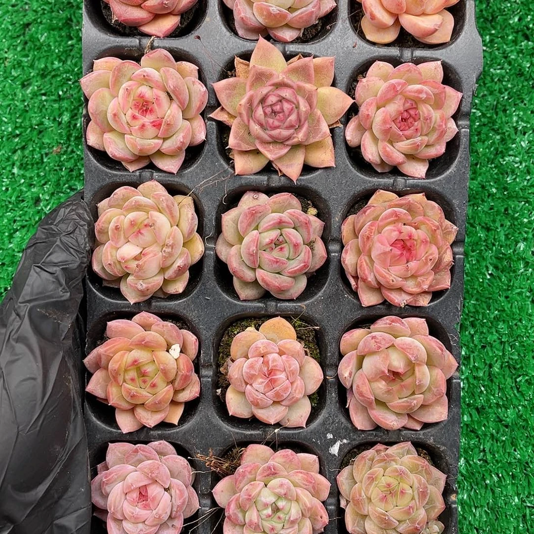 多肉植物一物一拍6-27