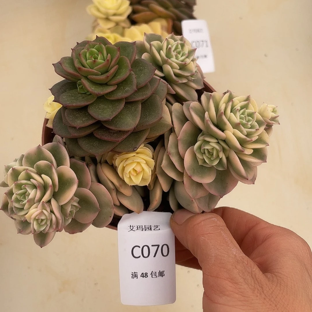 蜡牡丹锦070 多肉多肉多肉
