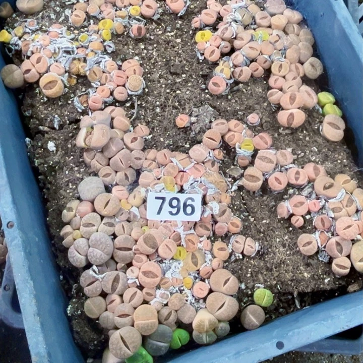 796 生石花一物一图如图带框
