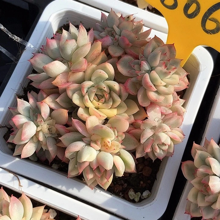 宝*多肉植物866多肉