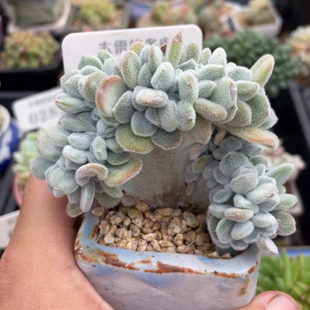 0391雪晃星不带盆9厘米