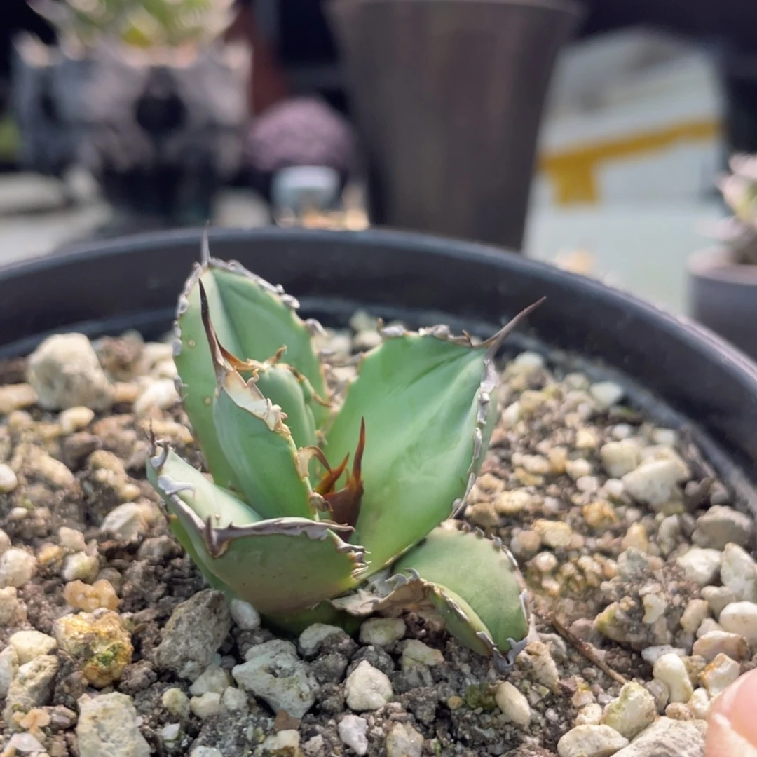 白犀牛顶芽8888888888888