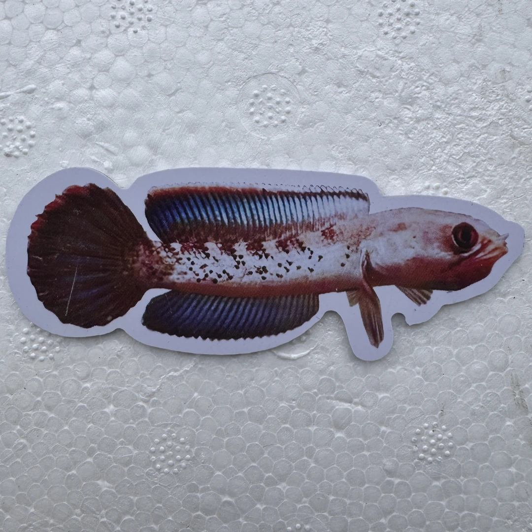 雷龙鱼训鱼小卡片