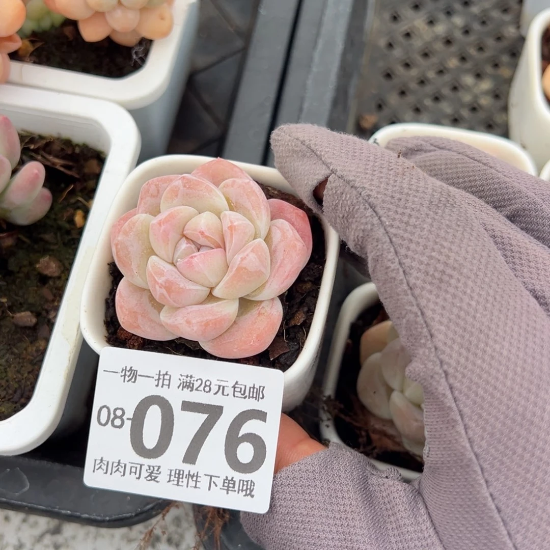 黑**糖冰玉，带盆多肉多肉多肉