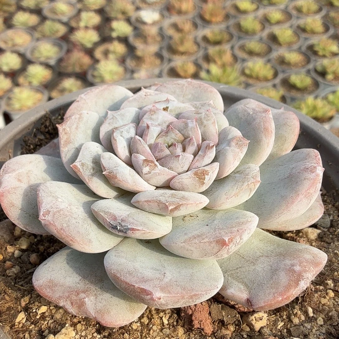 222七公分溏心杂交满20包邮