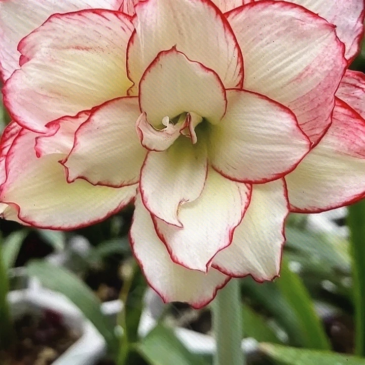 皮皮直径5.5+基地球