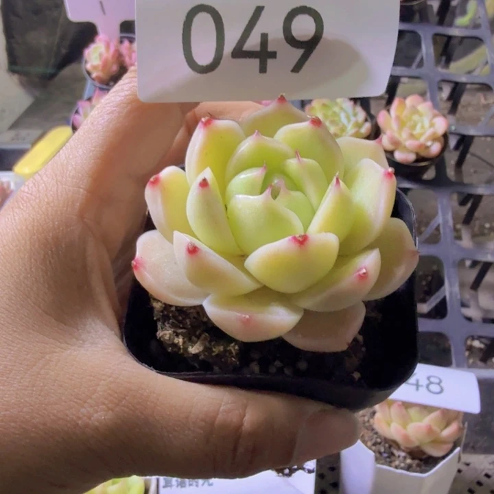 049.qqwwwwwwwwwww