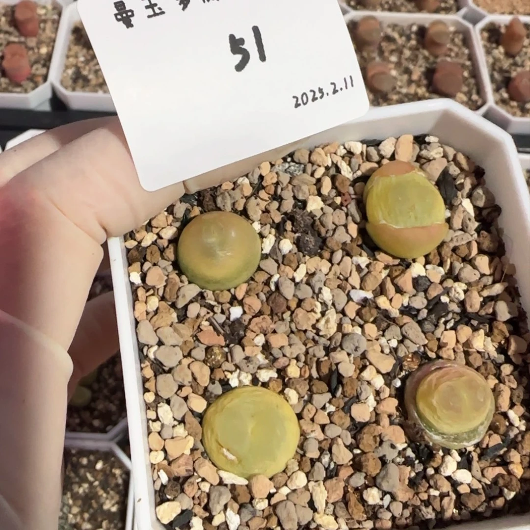 I****u多肉多肉多肉2.11-051