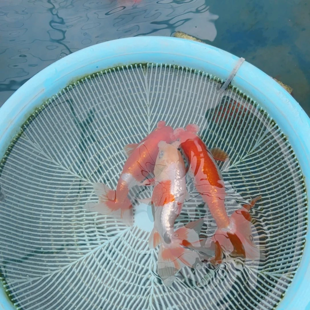 金鱼达*蛋111111111111