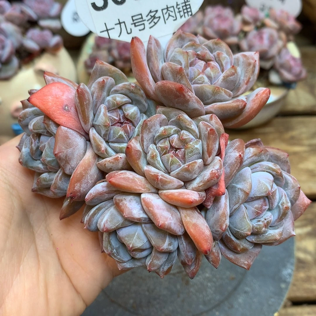 S0879 星影 老桩福利11cm