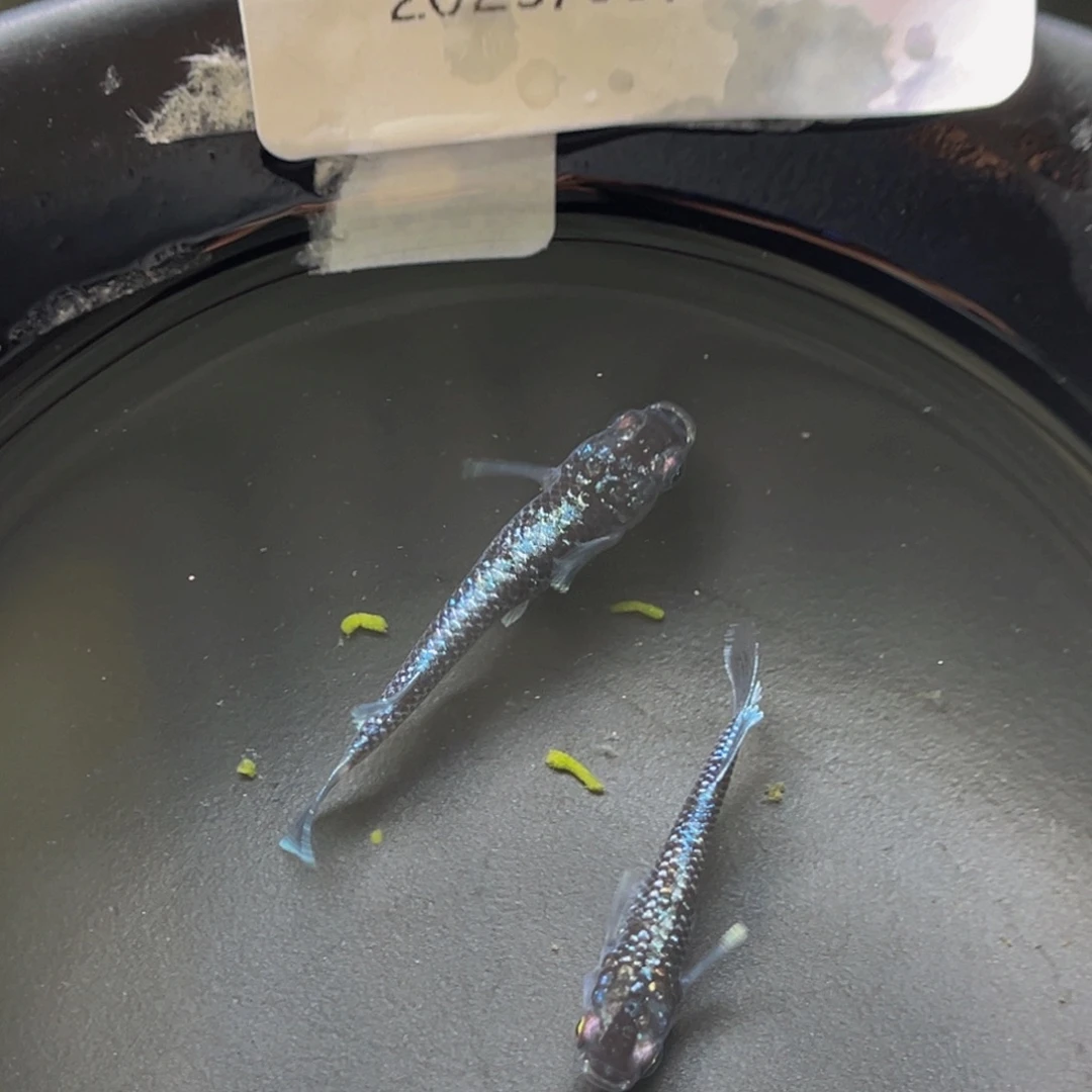 青鳉205午夜裙摆一对
