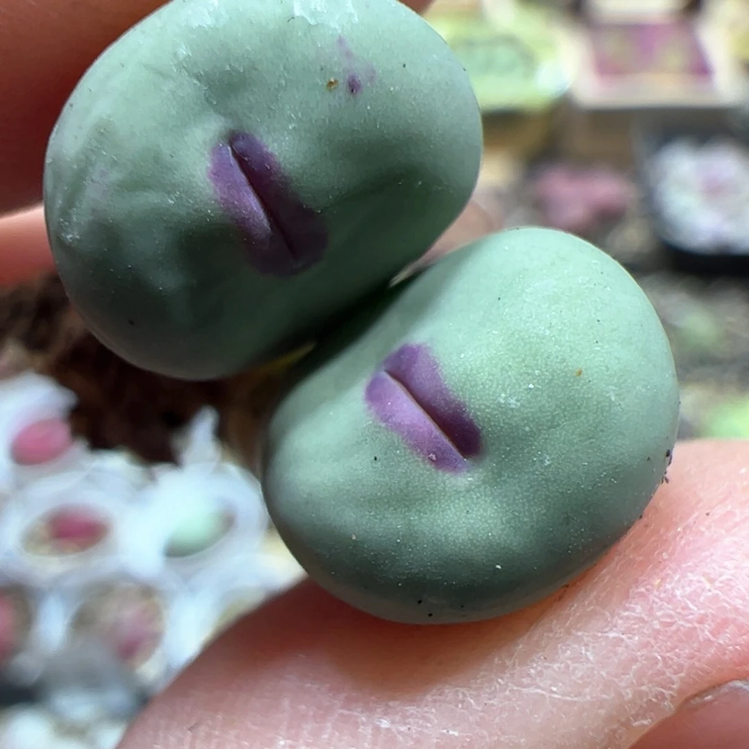 【闪购商品】340 红嘴