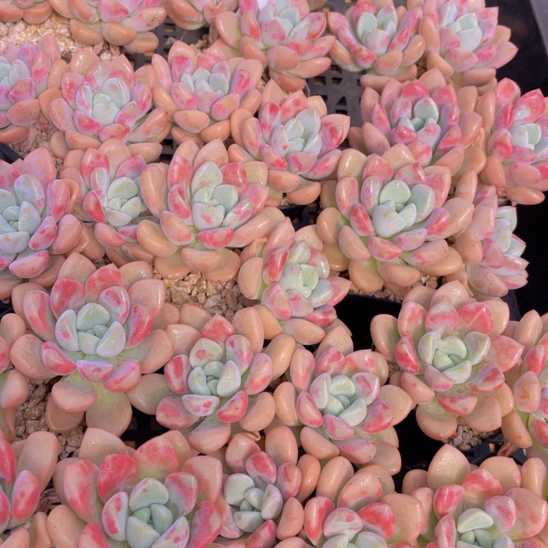 量拍6号 白鹭花斑鹭老桩大双头一个