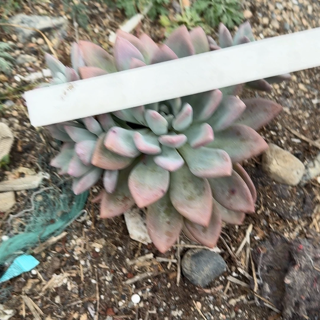 特价大号奥普多肉植物