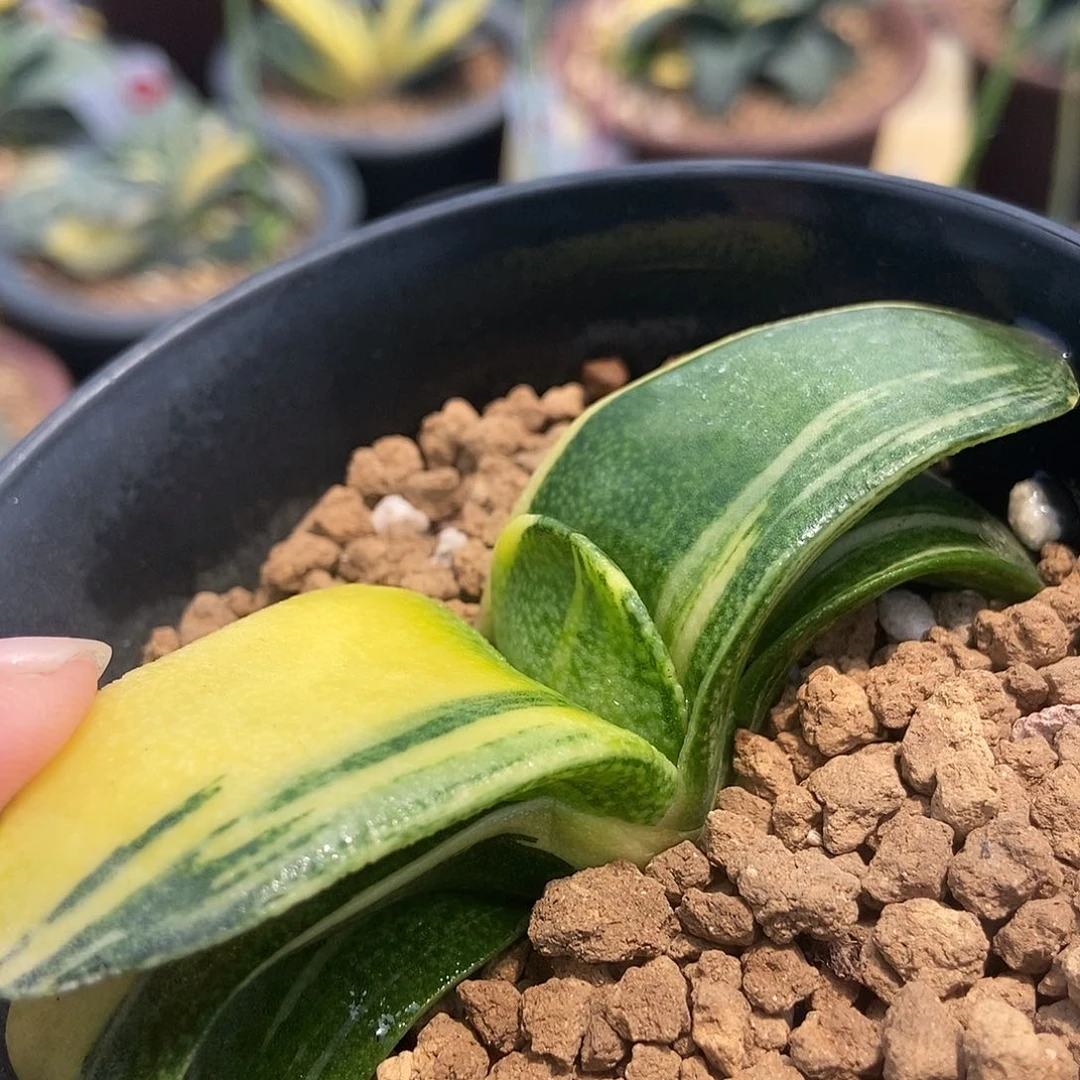 用***2全部花苞271卧牛实生锦带盆发货