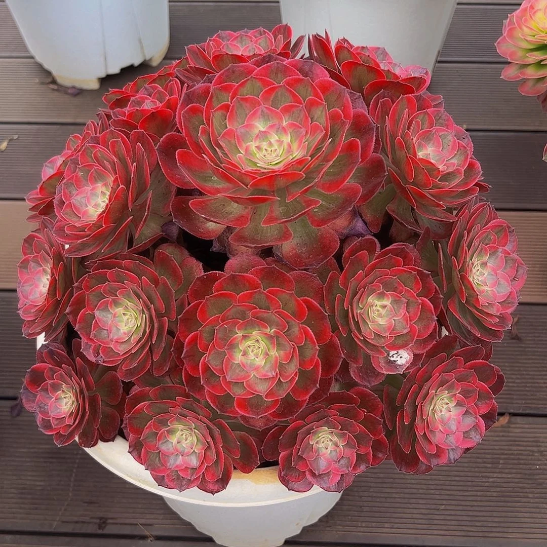 林***虎1111111111111111111