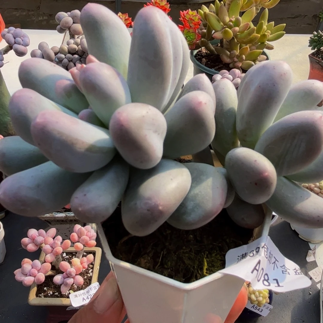 081/8cm米可奶多肉