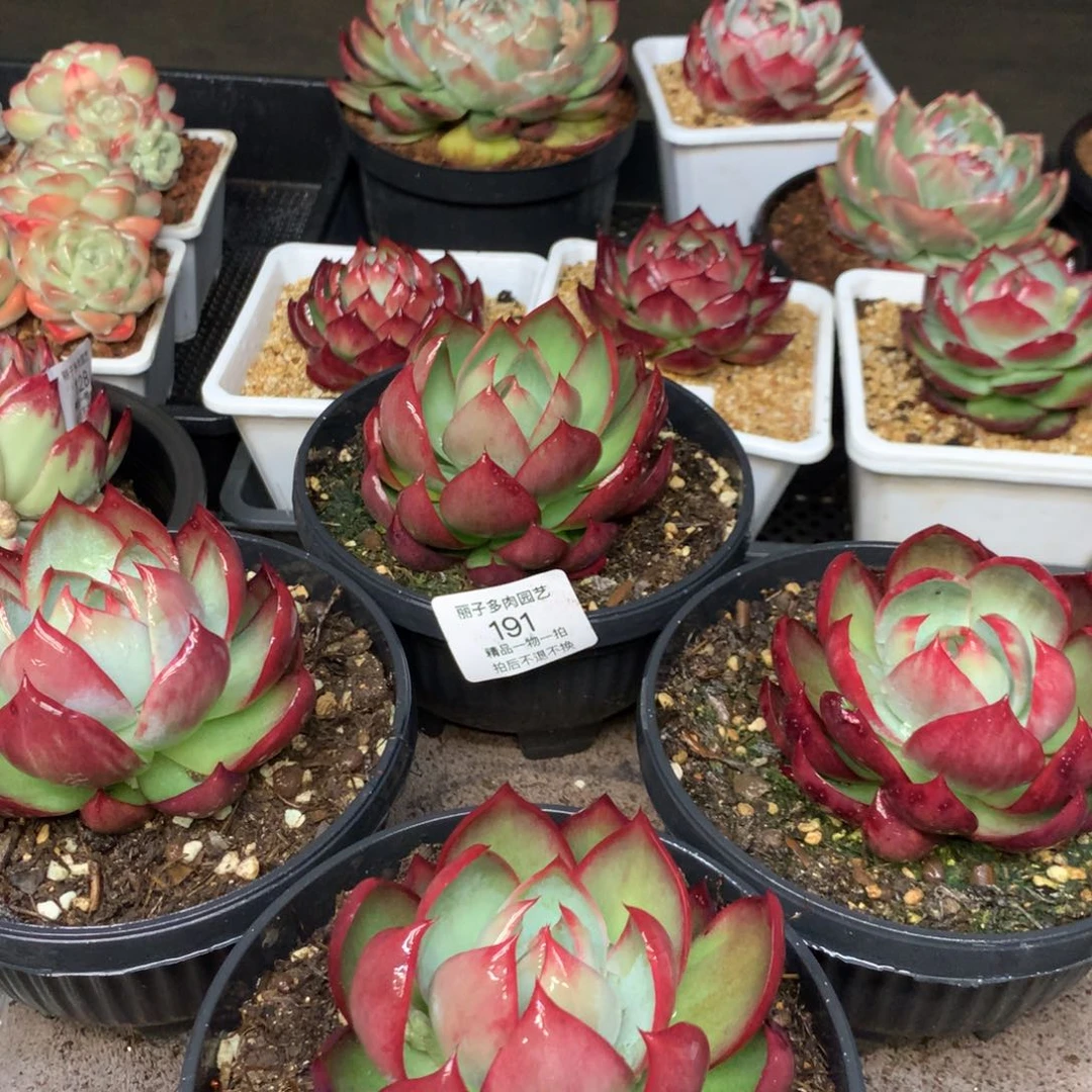 191惊鸿一组4颗。内沟车厘子红。尺寸9多肉植物