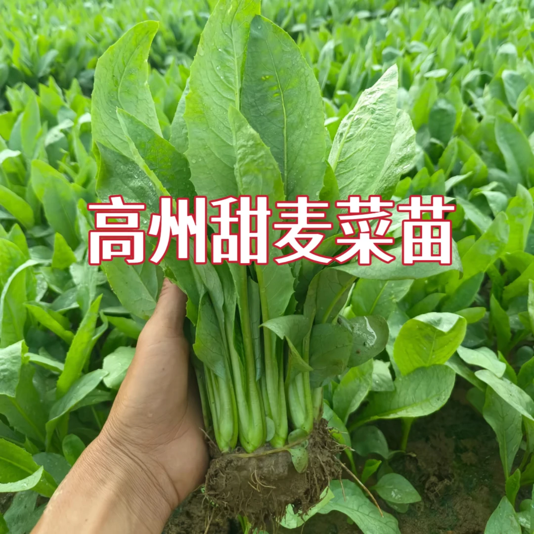 正宗高州甜麦菜栽种容易带泥成活率高发货新鲜蔬菜楼顶阳台四季种