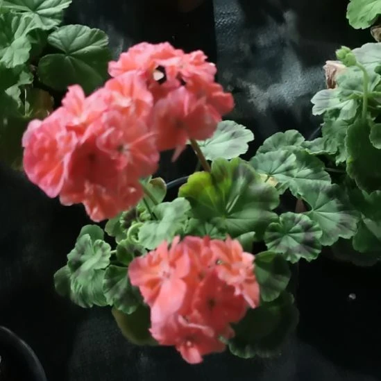 当前无花栽培后可以开花公园