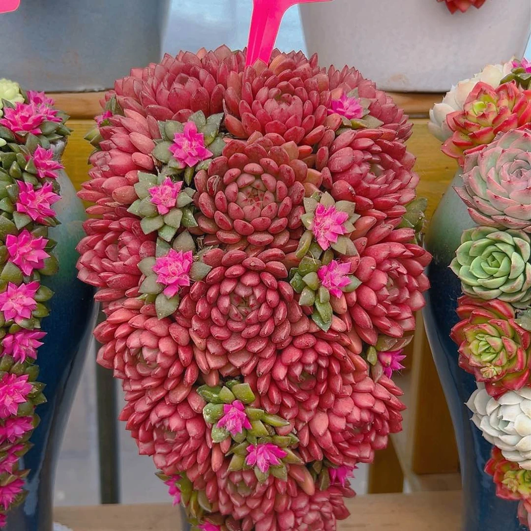 016红宝石吸引读者多肉