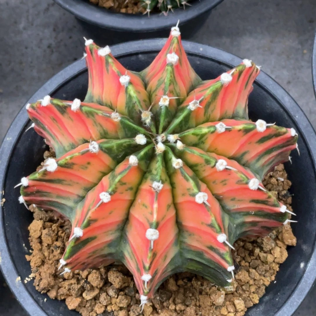 当前无花朵，栽培后可花朵红老虎
