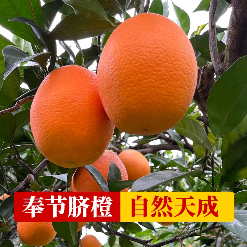 【10斤大果72-1】正宗重庆奉节脐橙细腻多汁新鲜现摘现发
