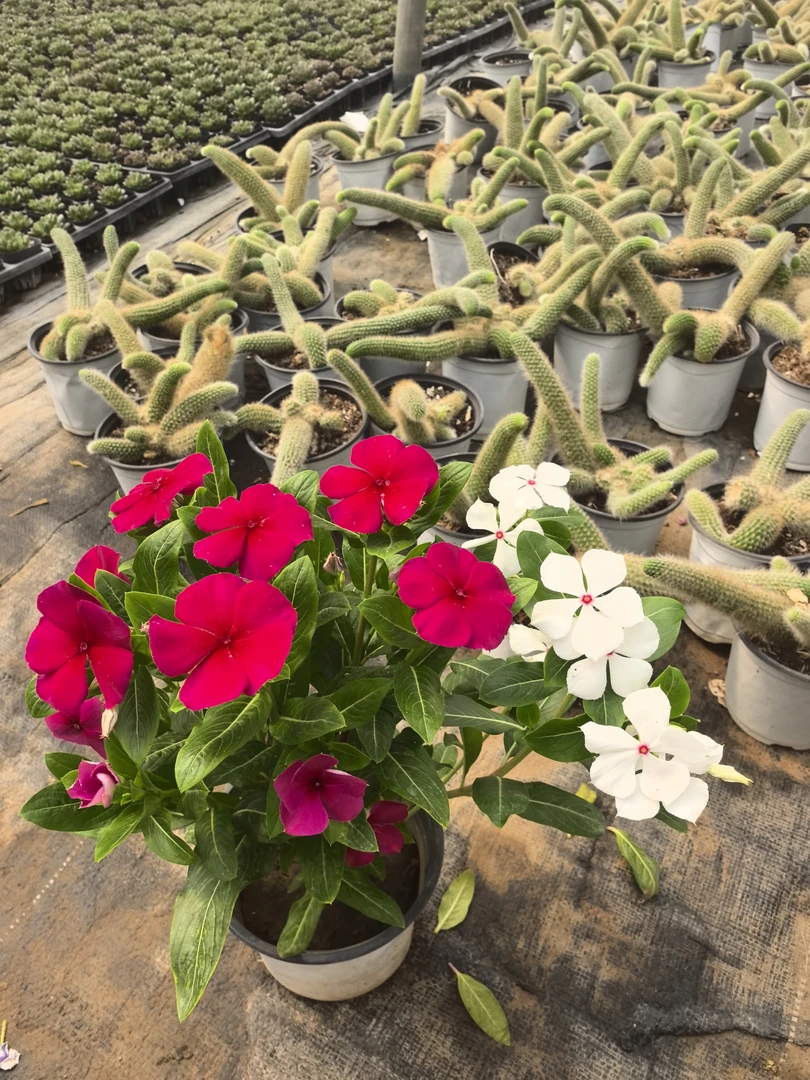 一盆两色双拼色，木本长春花，天天开，四季开花的阳台庭院花卉