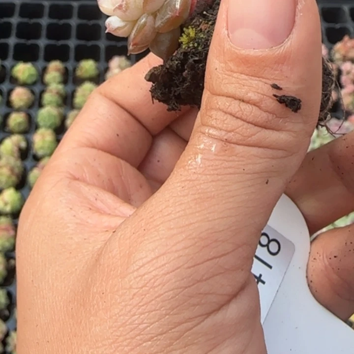 418号 新品  粉桃露