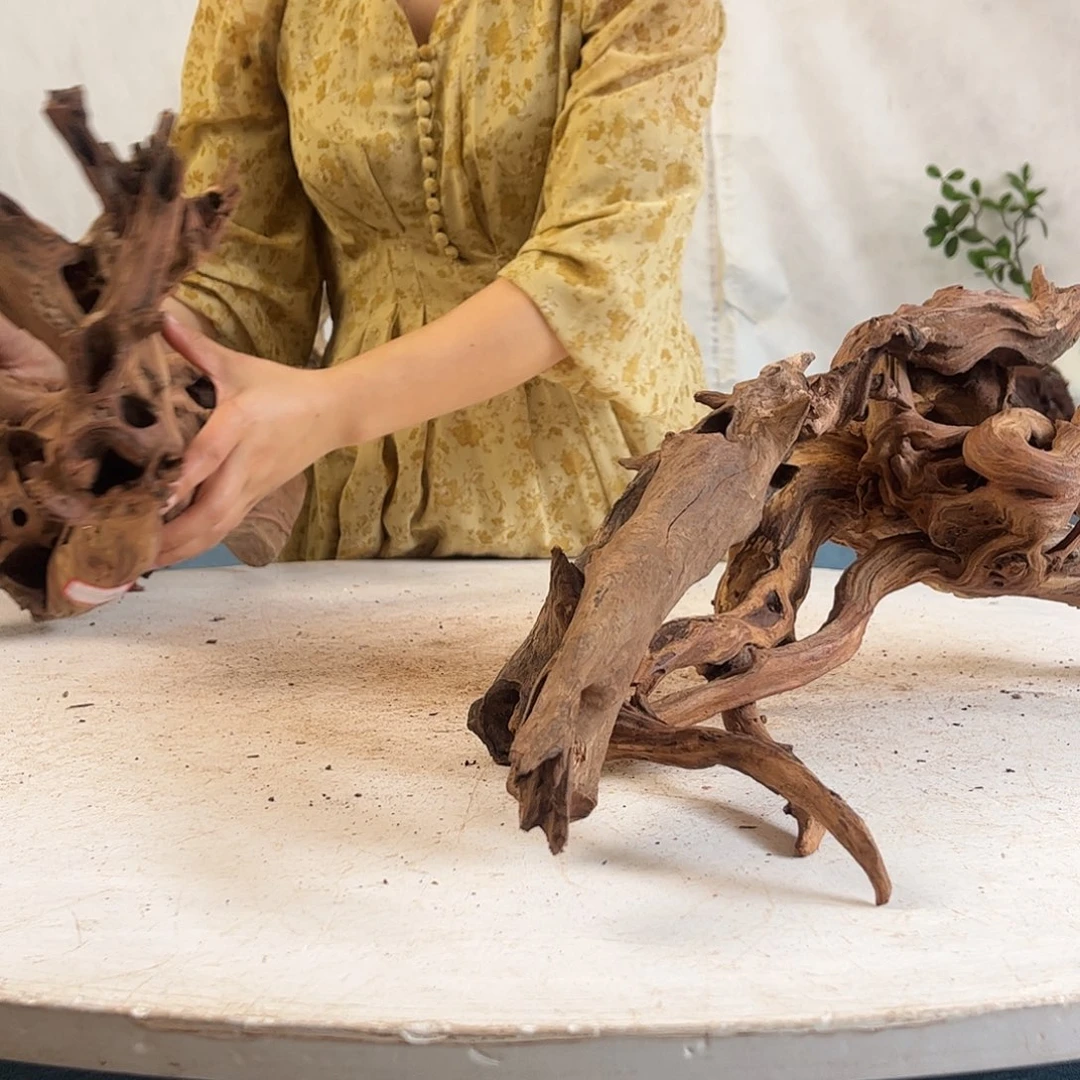 沉木造景寄居蟹造景