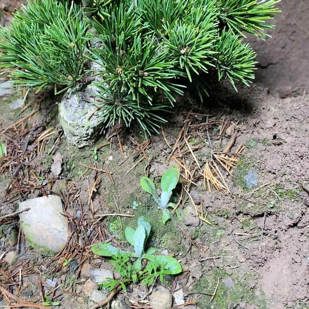 【闪购商品】无花朵