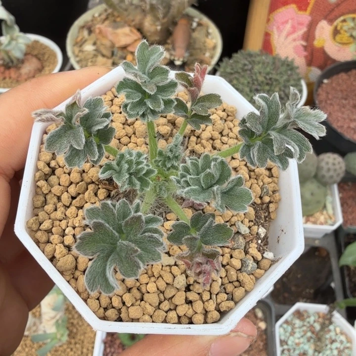 厚叶洋葵（满28包邮）