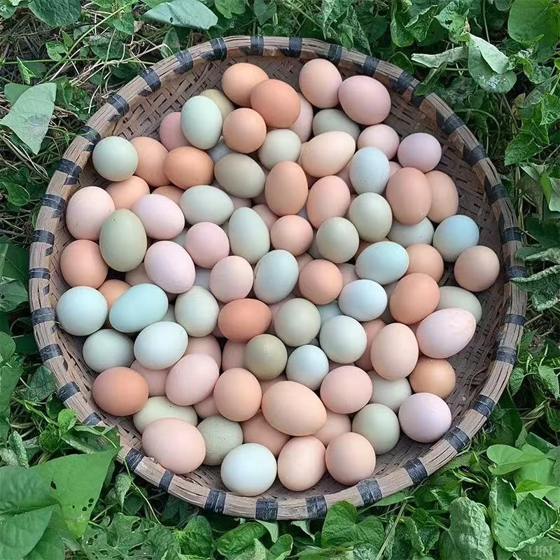 新鲜30枚正宗土鸡蛋整箱生鲜普通鸡蛋无激素无抗生素林下农家散养