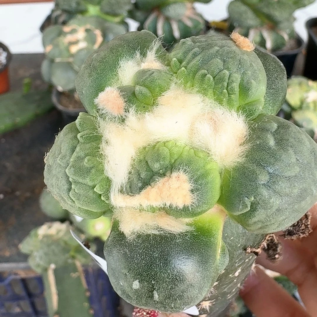 【闪购商品】无花朵秋**?蛋尤怒698