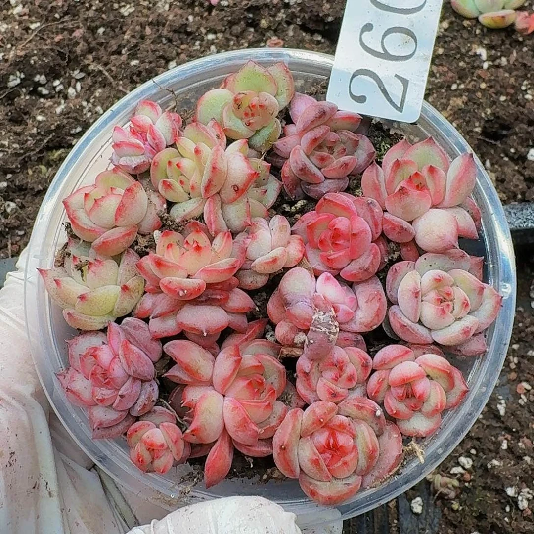 多肉植物多肉植物260