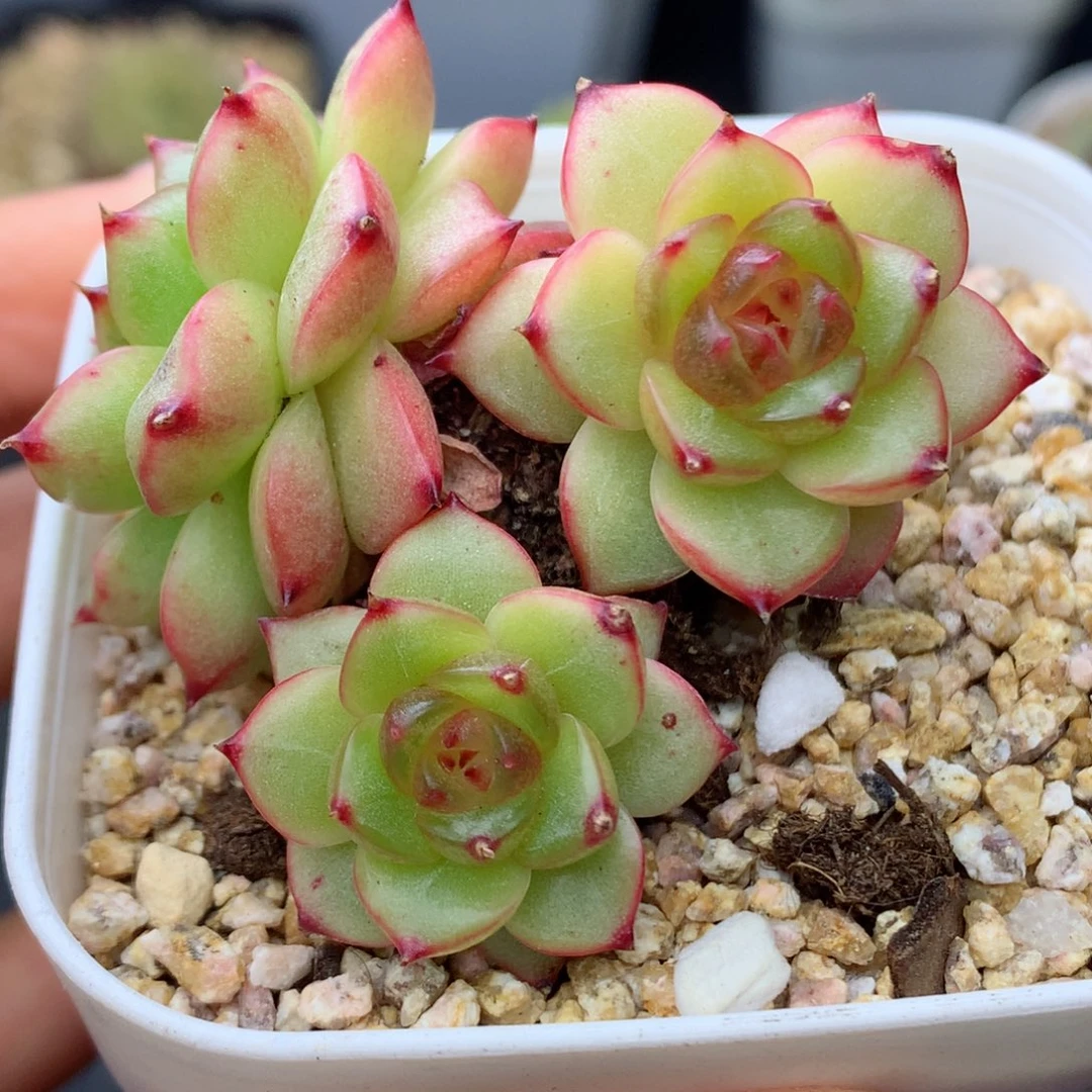 58包邮  群生不包整14