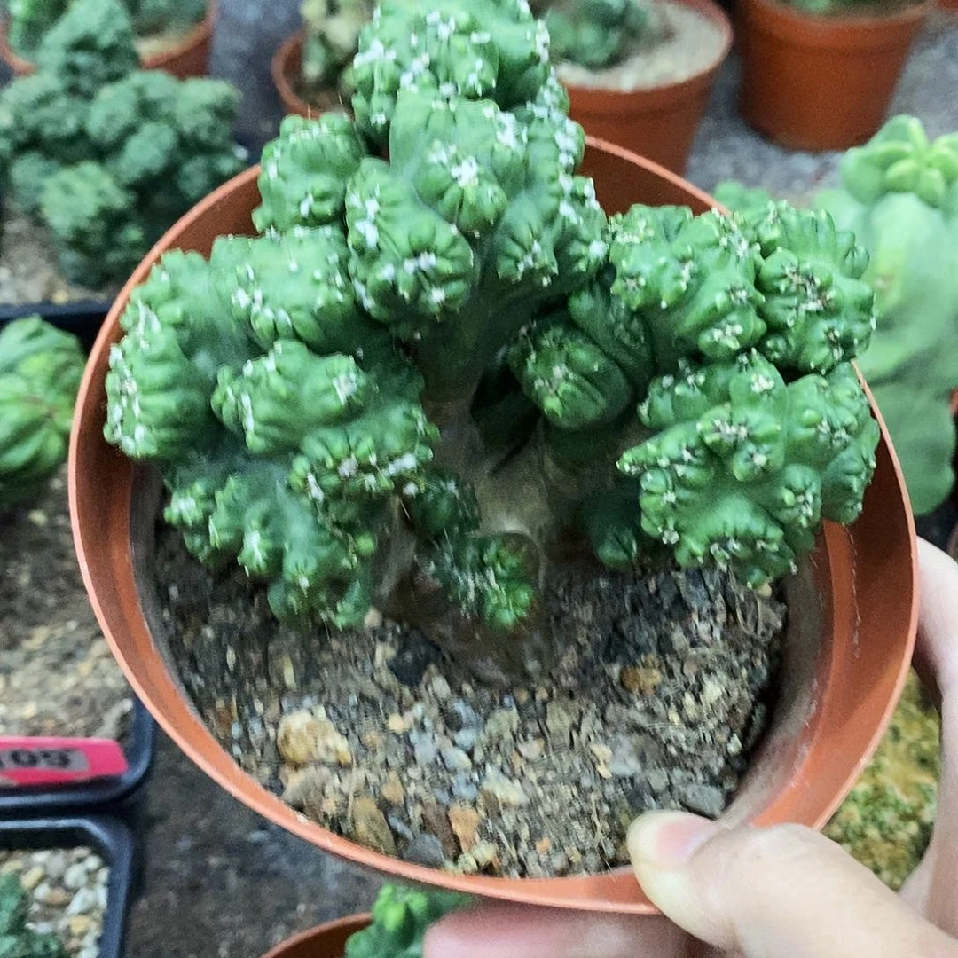 笑*侯花花草草花花草草