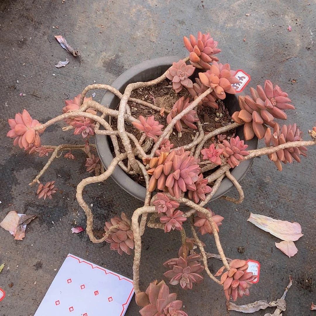 一物一拍多肉445基隆月