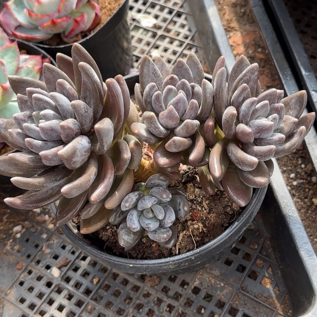 黑美人一物一拍包装收缩花旱